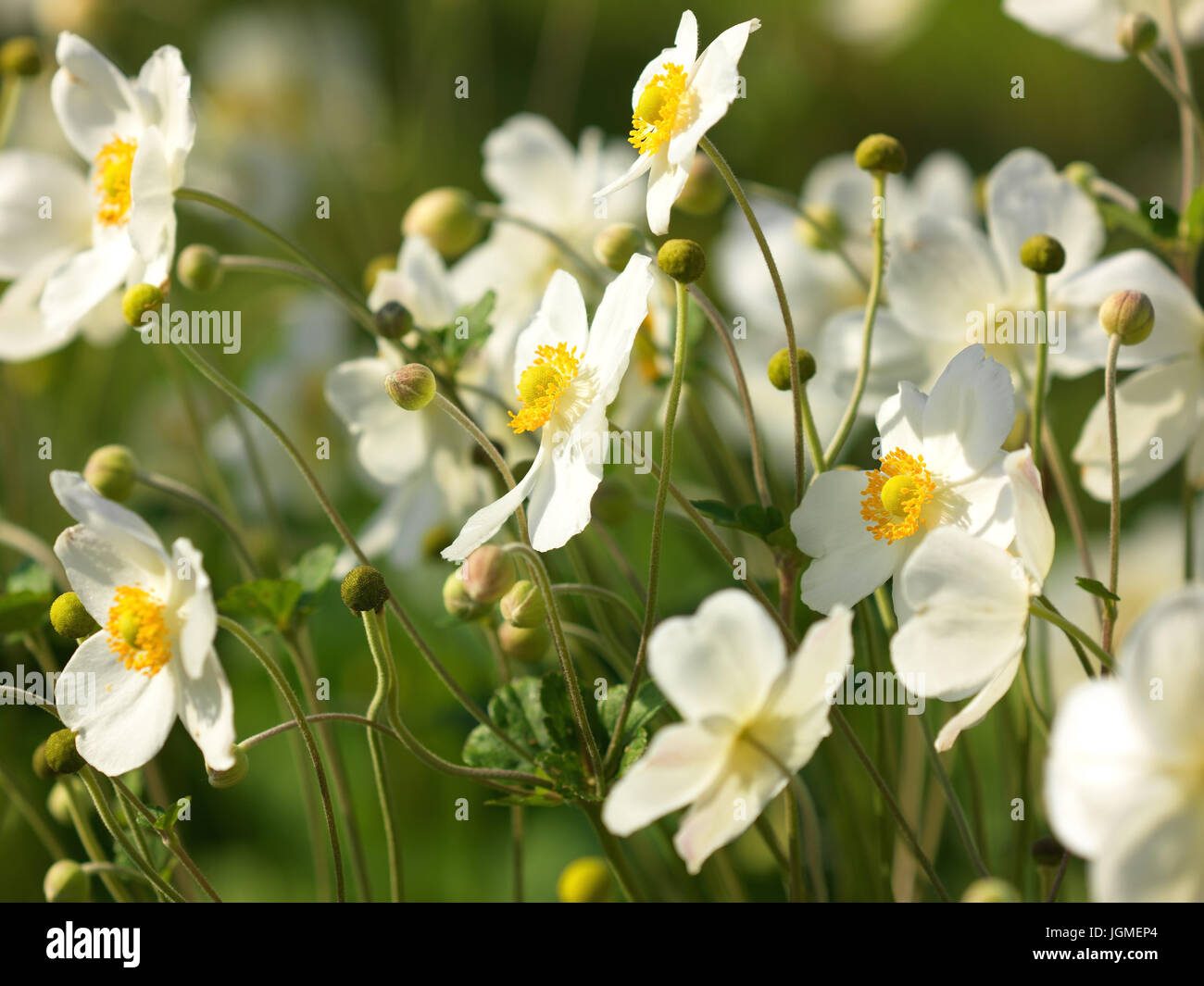 Autunno anemone, anemone altaica - anemone anemone altaica, Herbstanemone, Anemone altaica - Anemone Anemone altaica Foto Stock