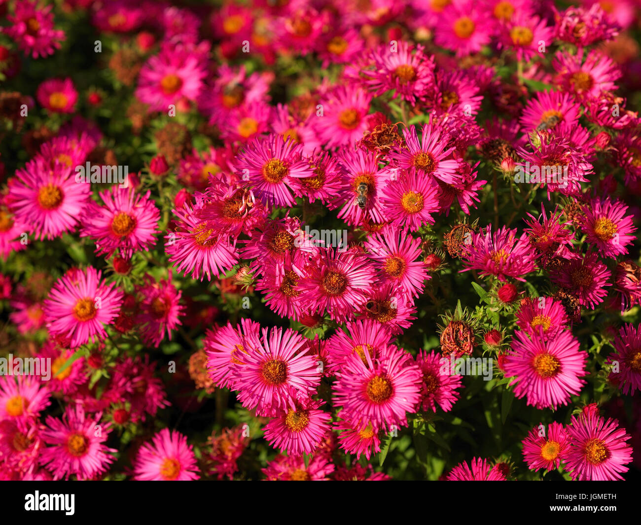 Rose Herbstaster - Rosa aster, Rosa Herbstaster - Rosa Aster Foto Stock