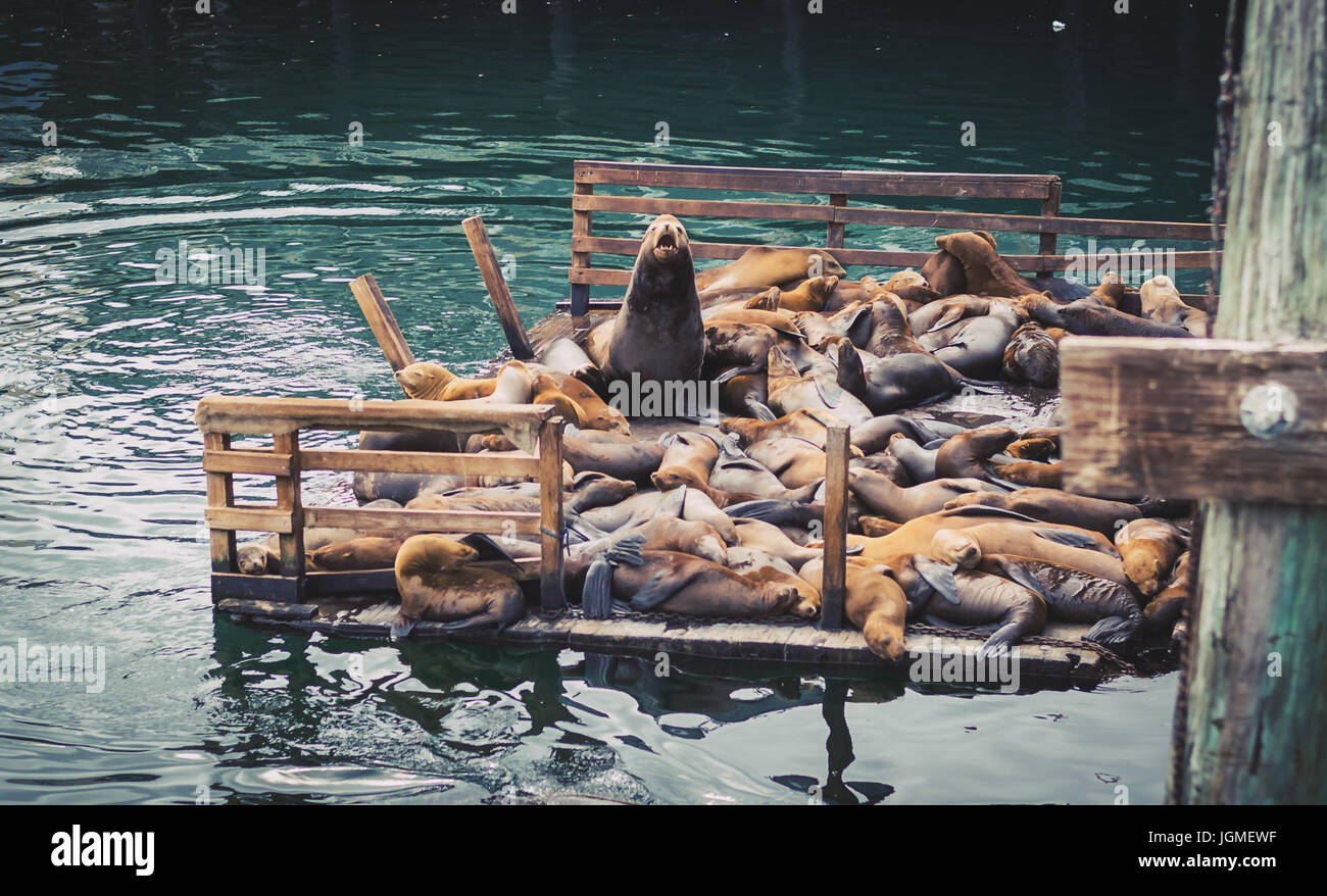 Zattera di leoni marini che giacciono l'uno sopra l'altro Foto Stock