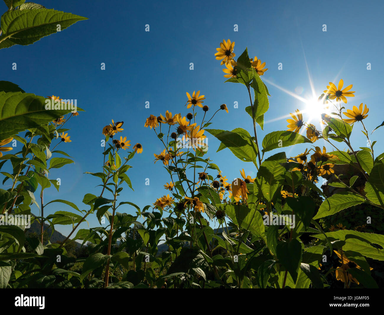 Fiori gialli, il worm-eye - fiori gialli, Worm eye Gelbe Blumen, Froschperspektive - fiori gialli, worm eye Foto Stock