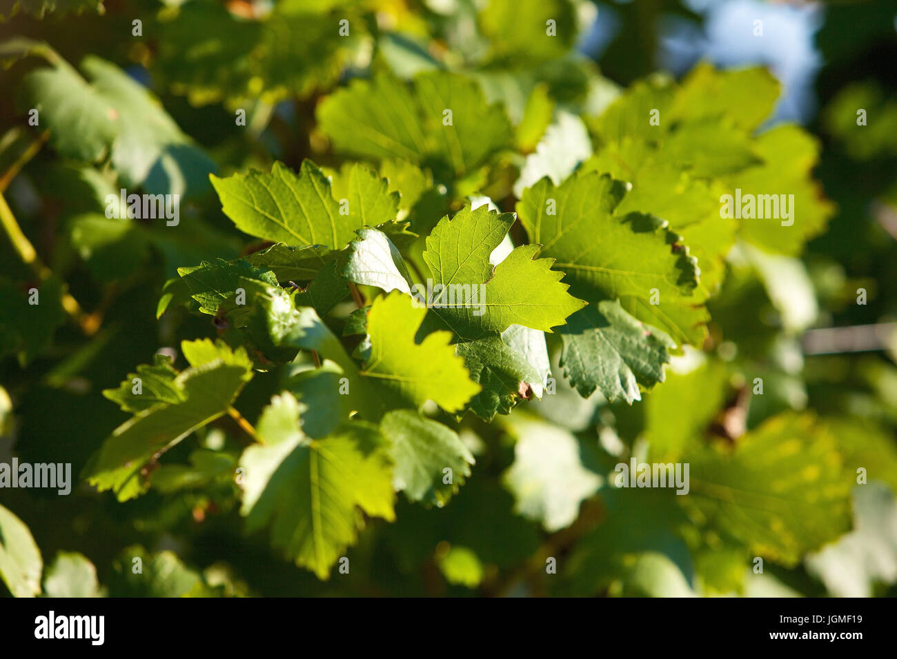 Il fogliame di vino - Foglie di vite, Weinlaub - Foglie di vite Foto Stock
