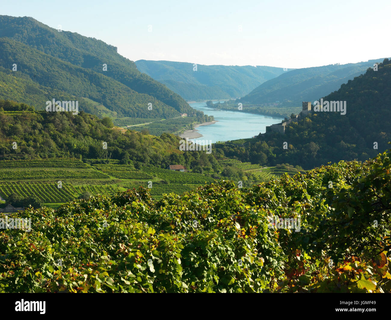 I vigneti e la valle del Danubio in spitz / Danubio, Austria, Bassa Austria Wachau - Vigneto di spitz / Danubio, Austria, Bassa Austria Wachau Foto Stock