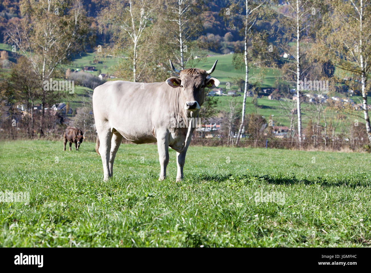 Europe Swizz San Gallo - bestiame in pascoli - produzione in libera gamma - pascoli verdi Foto Stock