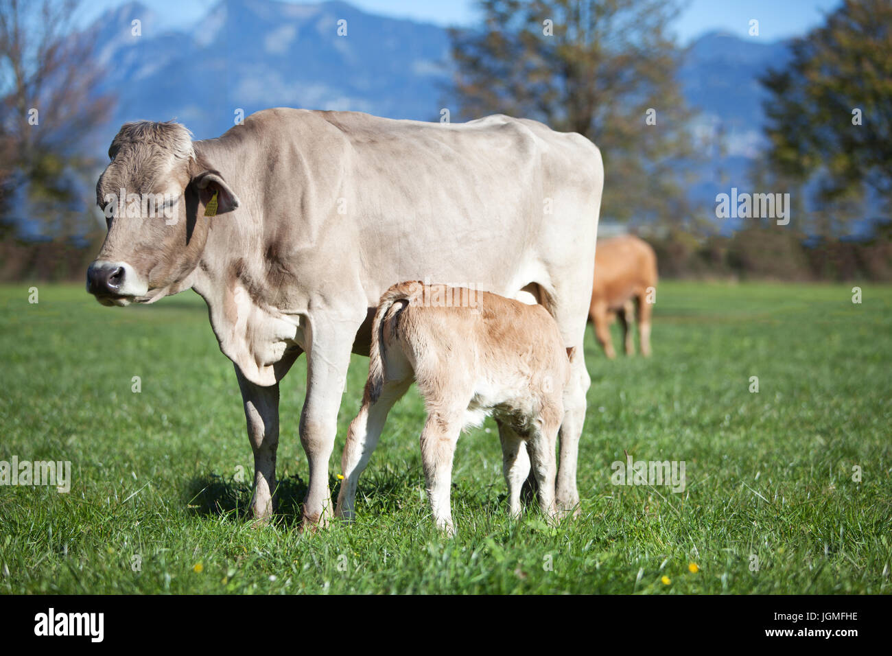 Europa Swizz pascoli di San Gallegro -vacca lattante e vitello da bere - produzione in libera gamma -pascoli verdi Foto Stock