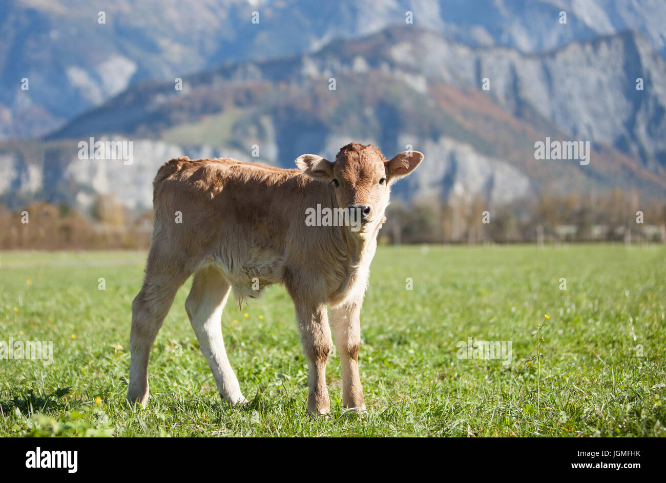 Europe Swizz San Gallo - curioso giovane vitello sui pascoli verdi - produzione free-range Foto Stock