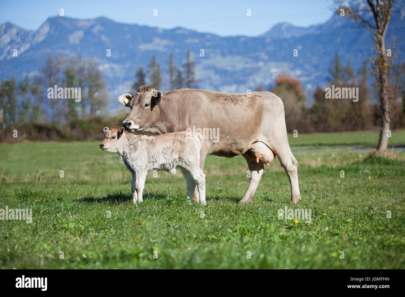 Europe Swizz San Gallo - vacca con vitello sui pascoli verdi - produzione free-range Foto Stock