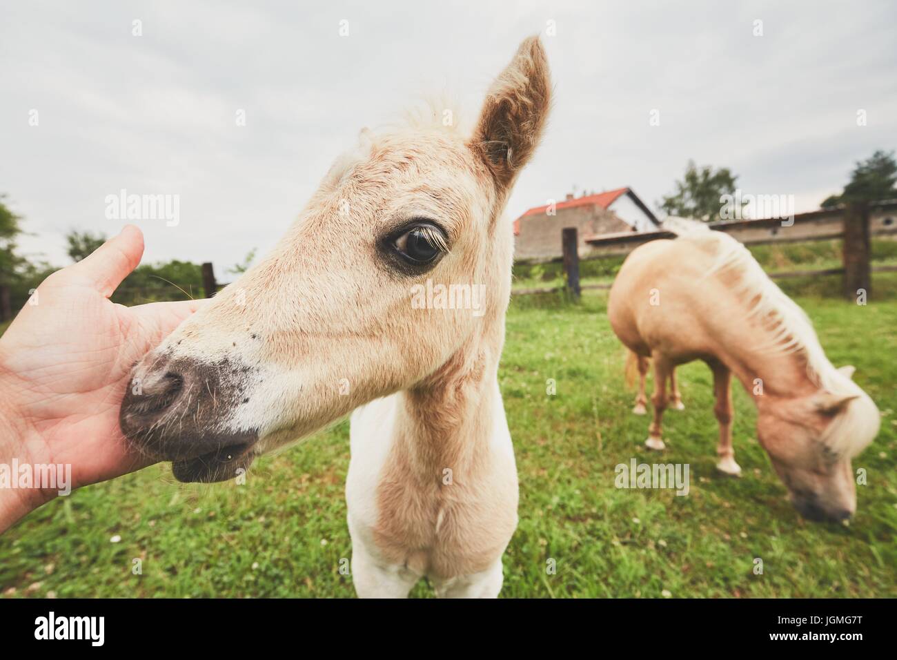 Cavalli in miniatura sul pascolo. Mano dell'agricoltore carezza puledro. Foto Stock