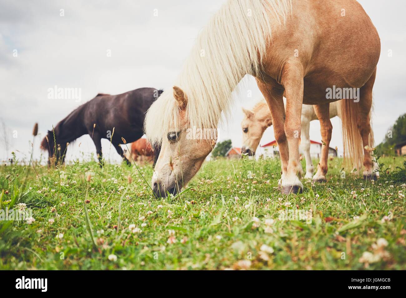 Cavalli al pascolo. Allevamento di cavalli in miniatura sul pascolo. Foto Stock