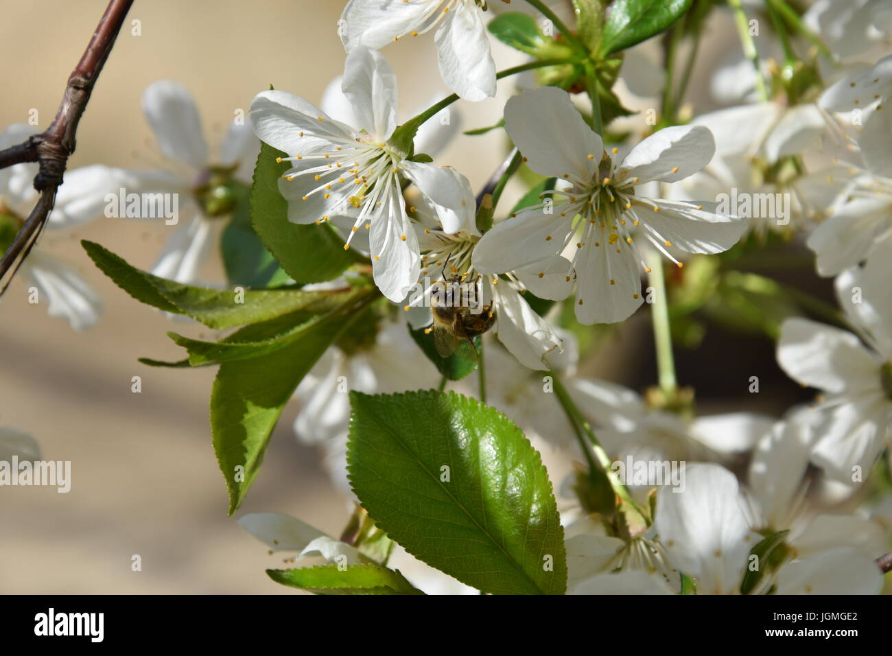 Primavera - la vita si risveglia Foto Stock