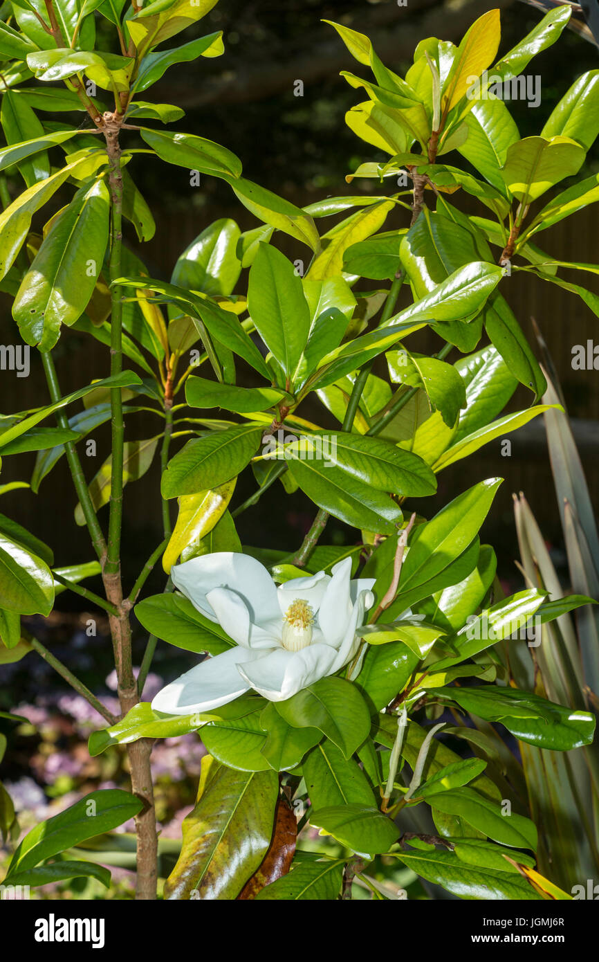 Magnolia grandiflora - southern magnolia - Edith Bogue in fiore Foto Stock