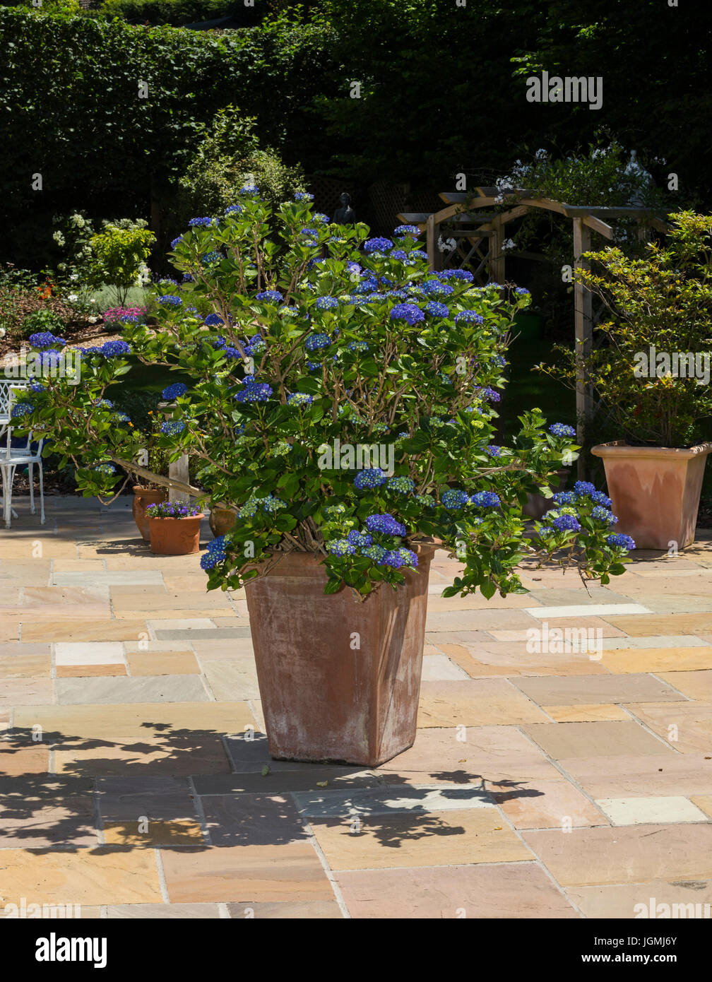 Grande testa mop blu brillante hydrangea coltivate in una pentola grande contenitore su un patio. Foto Stock