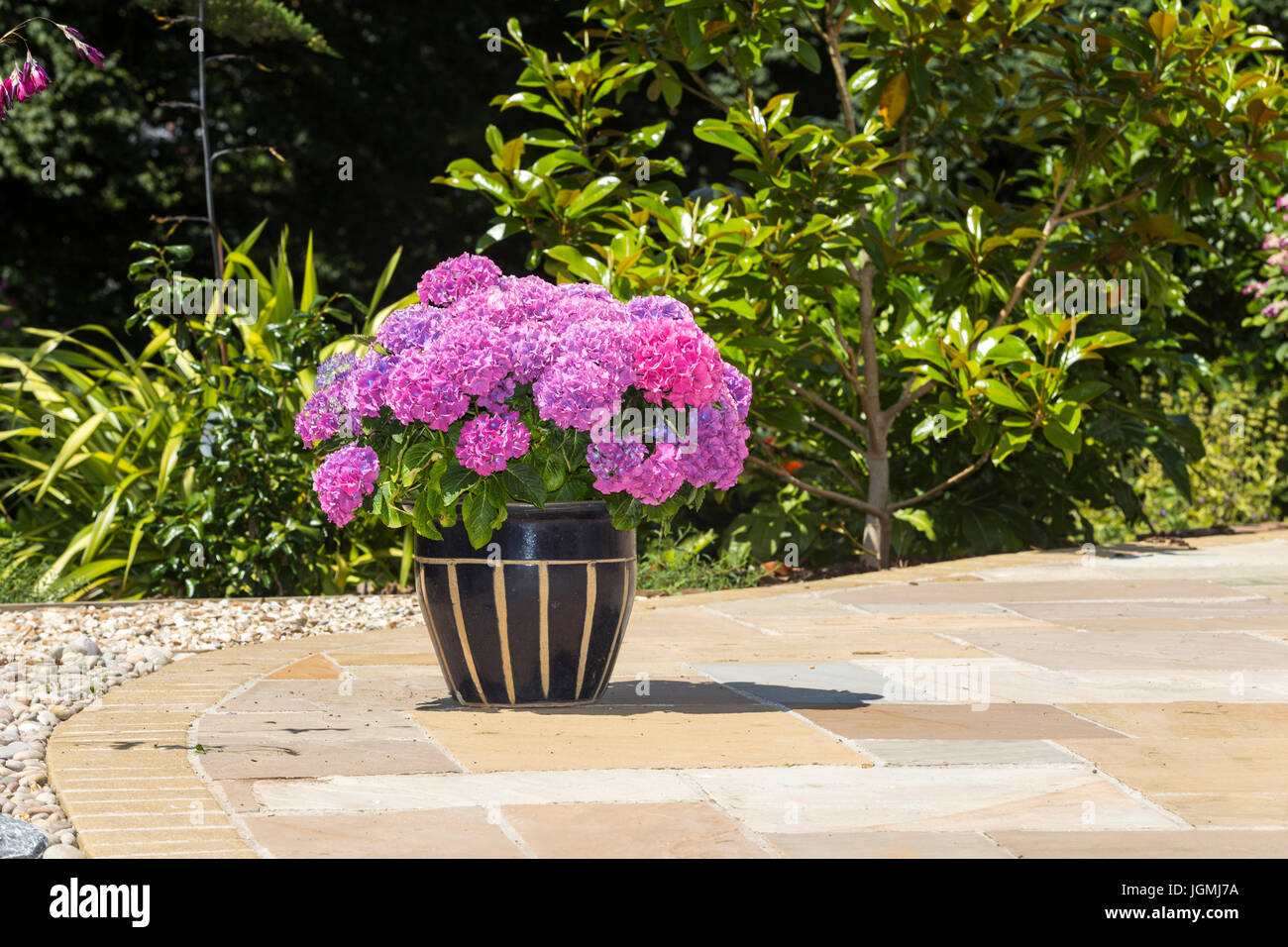 Grande testa mop deep pink hydrangea coltivate in una pentola grande contenitore su un patio. Foto Stock