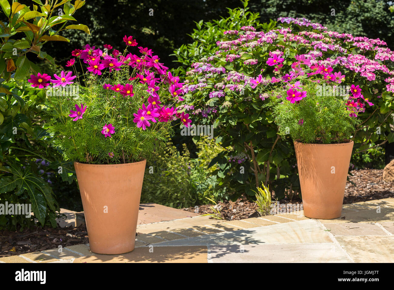 Vasi da fiori con rosa luminoso cosmos fiori nascondere l'ingresso al giardino passi su un patio. Foto Stock