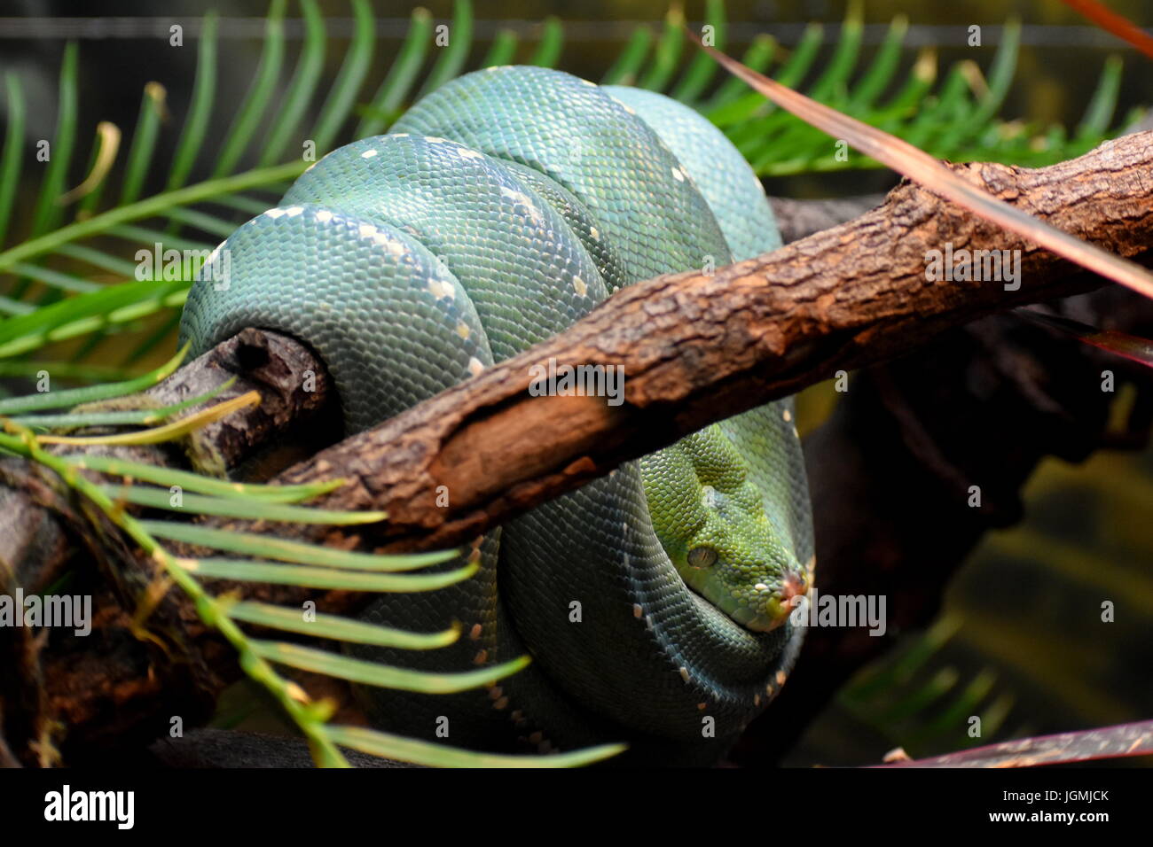 Spiralata serpente verde su un ramo Foto Stock