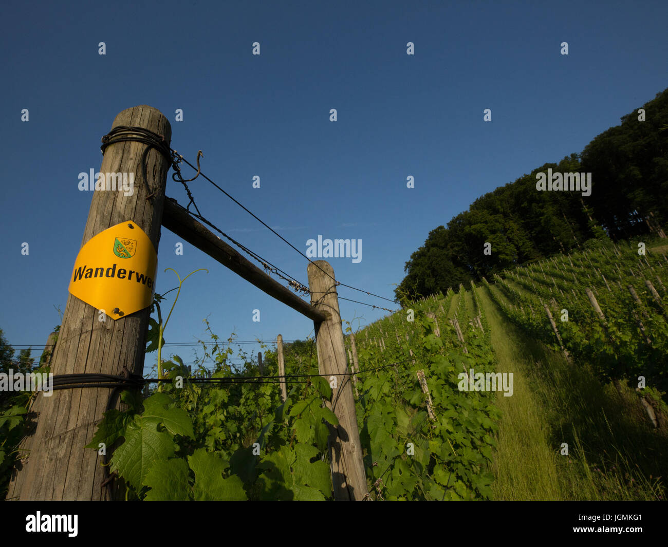Steckborn Besenbeiz Vigna sul lato della collina in Svizzera Foto Stock