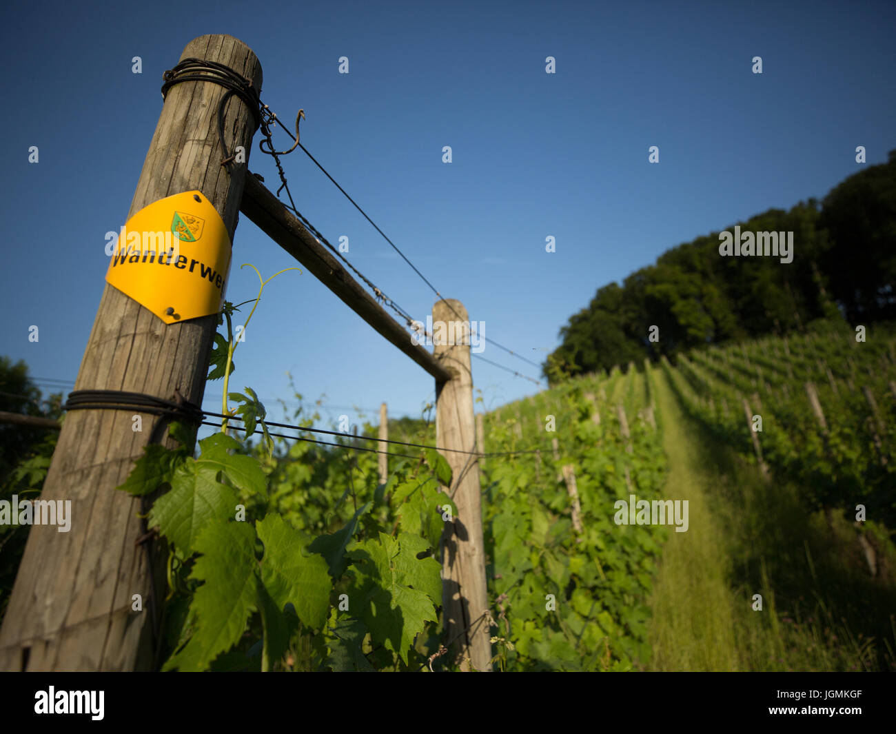 Steckborn Besenbeiz Vigna sul lato della collina in Svizzera Foto Stock