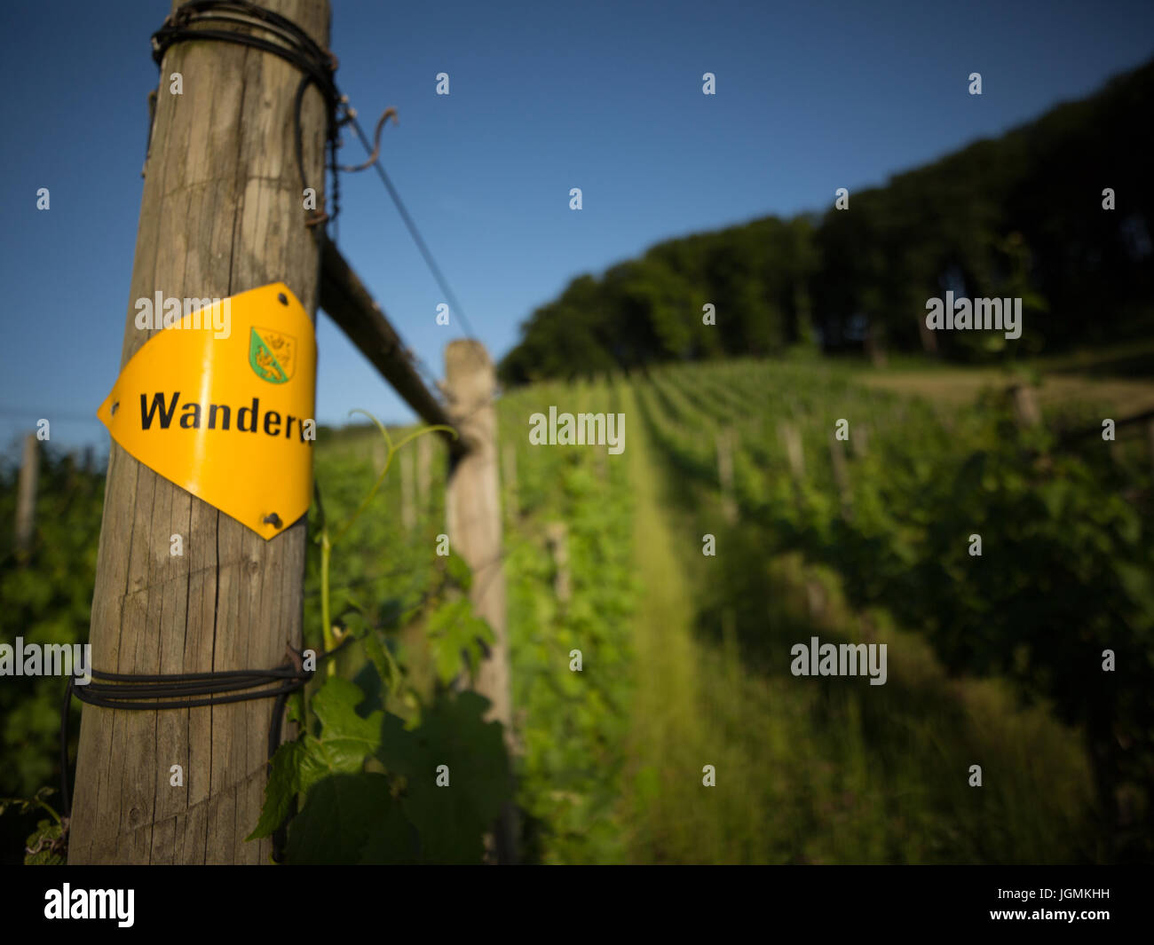 Steckborn Besenbeiz Vigna sul lato della collina in Svizzera Foto Stock