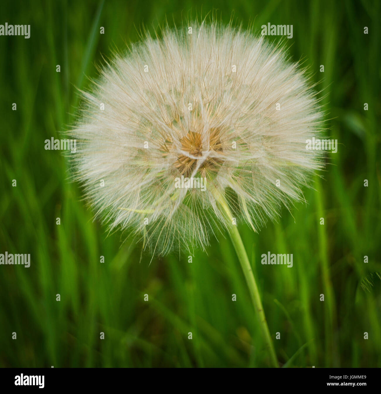 Tarassaco Bowmont Park Calgary AB Foto Stock