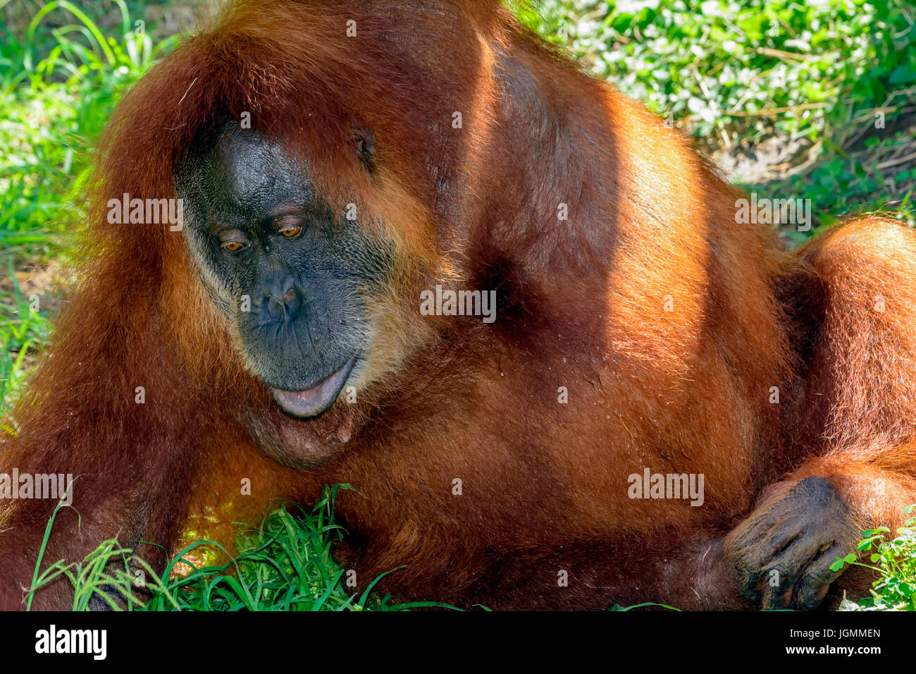 Orangutan, orango, orangutang o orang-utang, asiatici grandi scimmie nativi di Indonesia e Malaysia, nelle foreste pluviali del Borneo e Sumatra Foto Stock