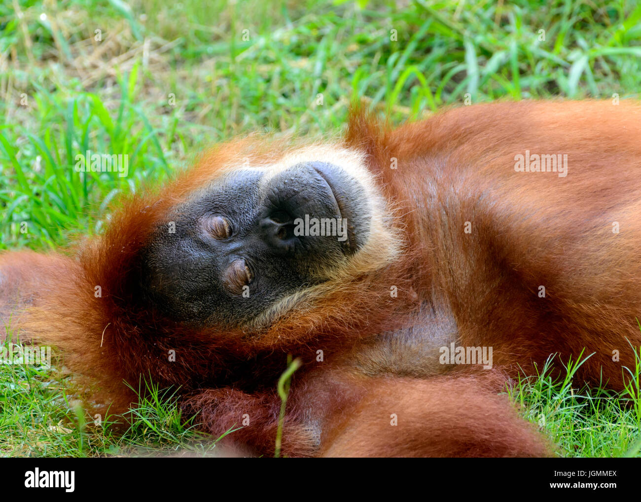 Orangutan, orango, orangutang o orang-utang, asiatici grandi scimmie nativi di Indonesia e Malaysia, nelle foreste pluviali del Borneo e Sumatra. Posa in opera Foto Stock