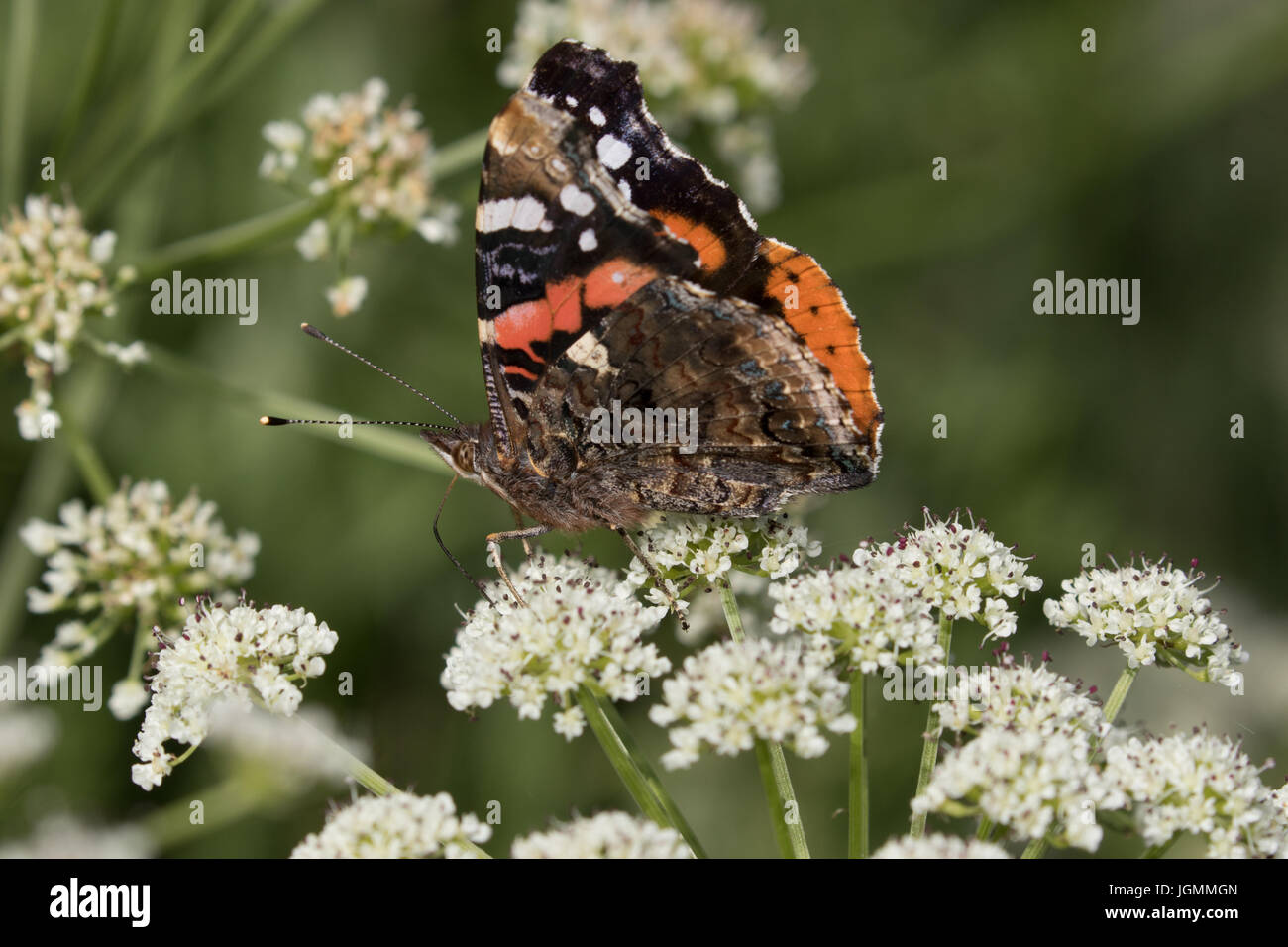 Red Admiral farfalla sulla mucca prezzemolo Foto Stock