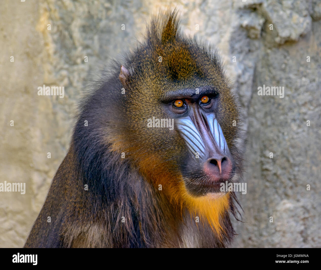 Mandrill (Mandrillus sphinx) Primate di close-up, vivaci occhi, viso espressivo Foto Stock