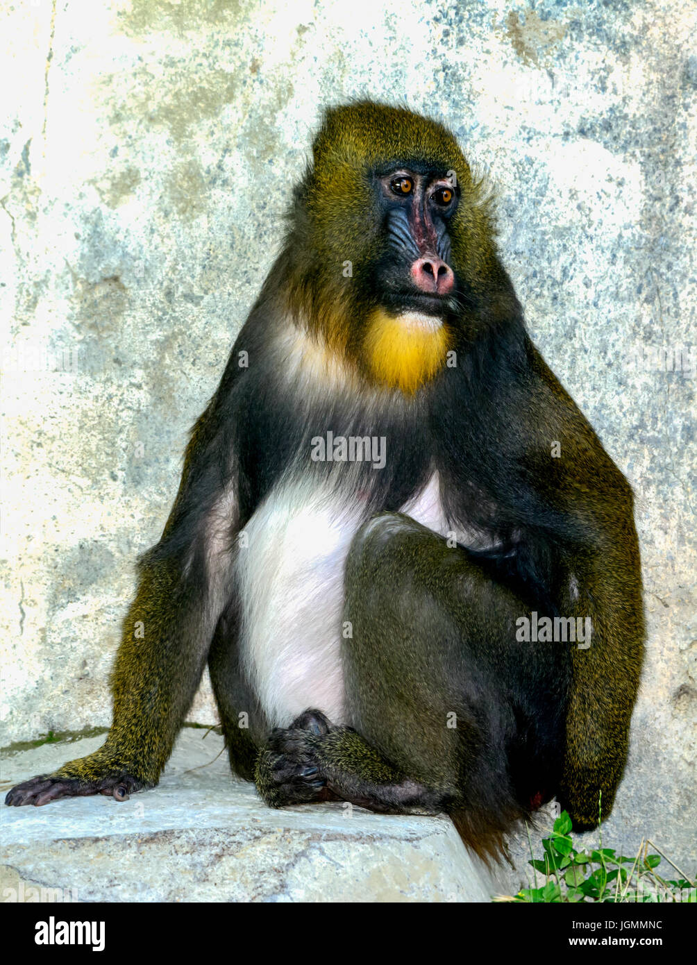 Mandrill (Mandrillus sphinx) Primate seduta nel contenitore. Colorfull faccia. Occhi vivaci. Espressione triste Foto Stock