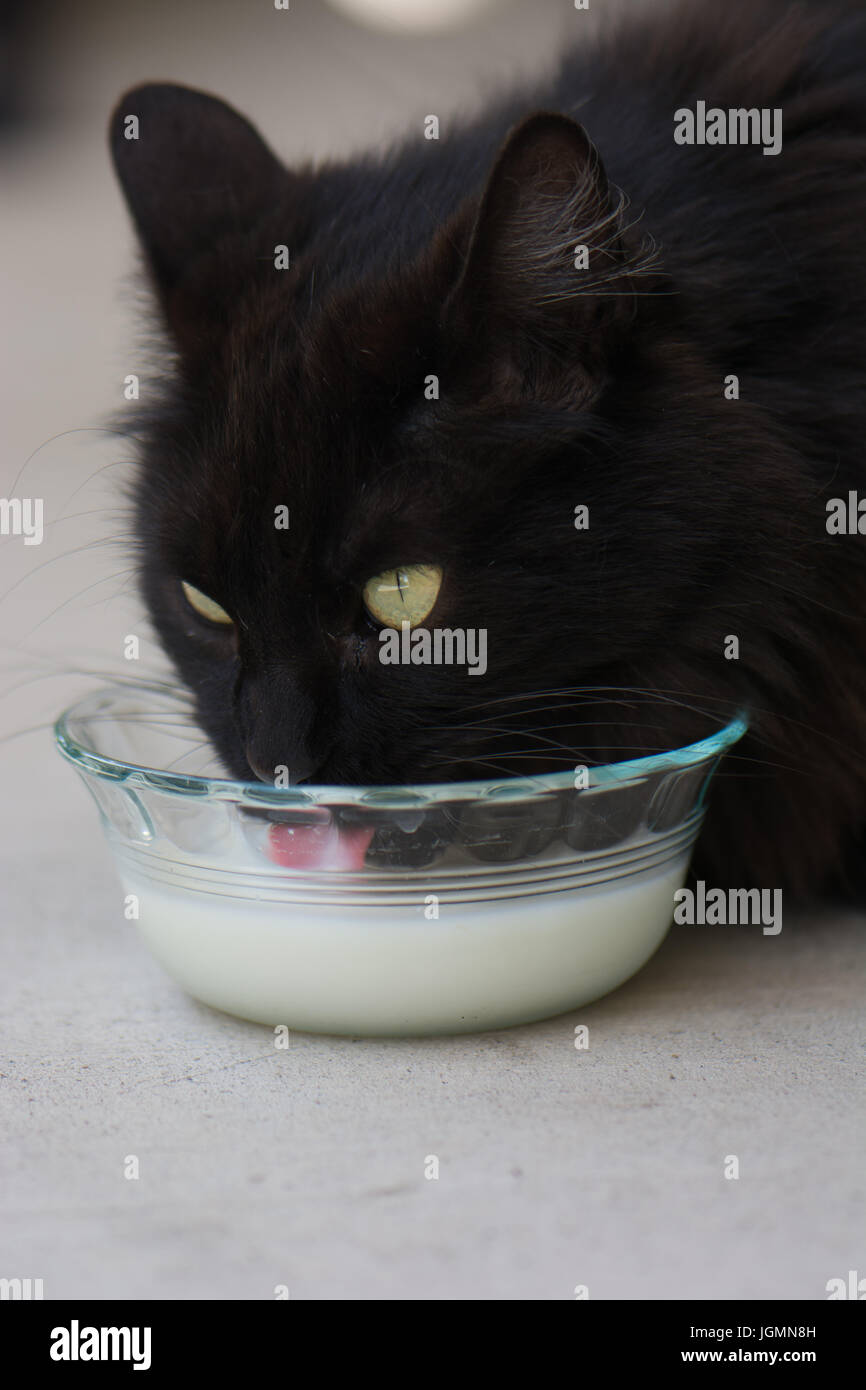 Fluffy gatto nero con baffi di latte e la tazza di latte il leccamento delle labbra, della lingua che fuoriescono. Carino. Foto Stock