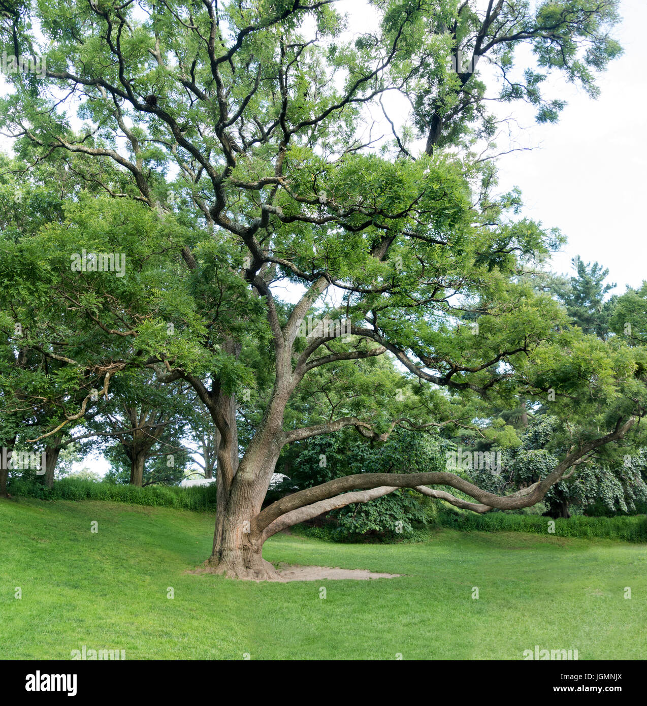 Grande albero con erba rasata verde foglie d'estate Foto Stock