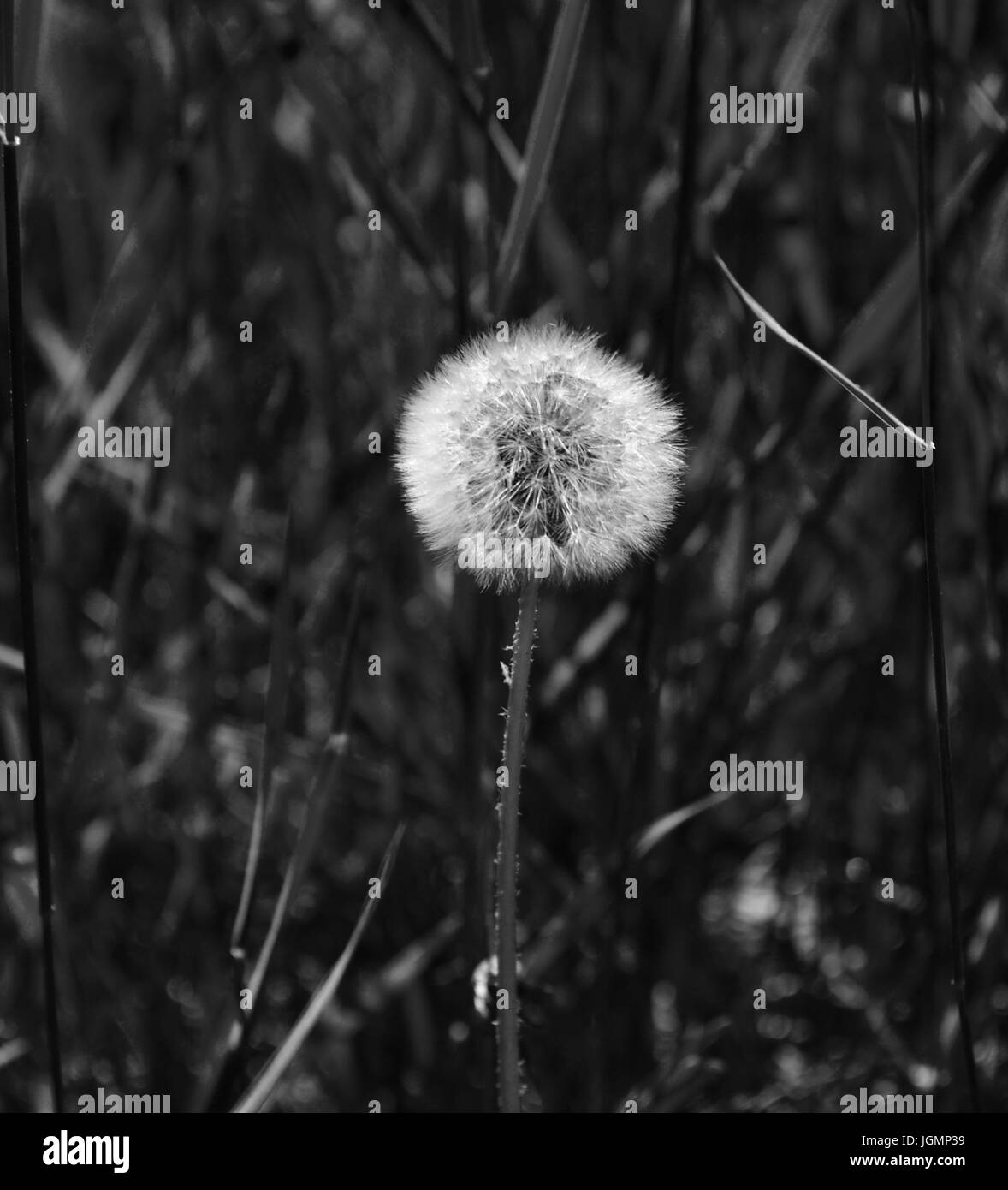 Bianco & nero tarassaco Foto Stock