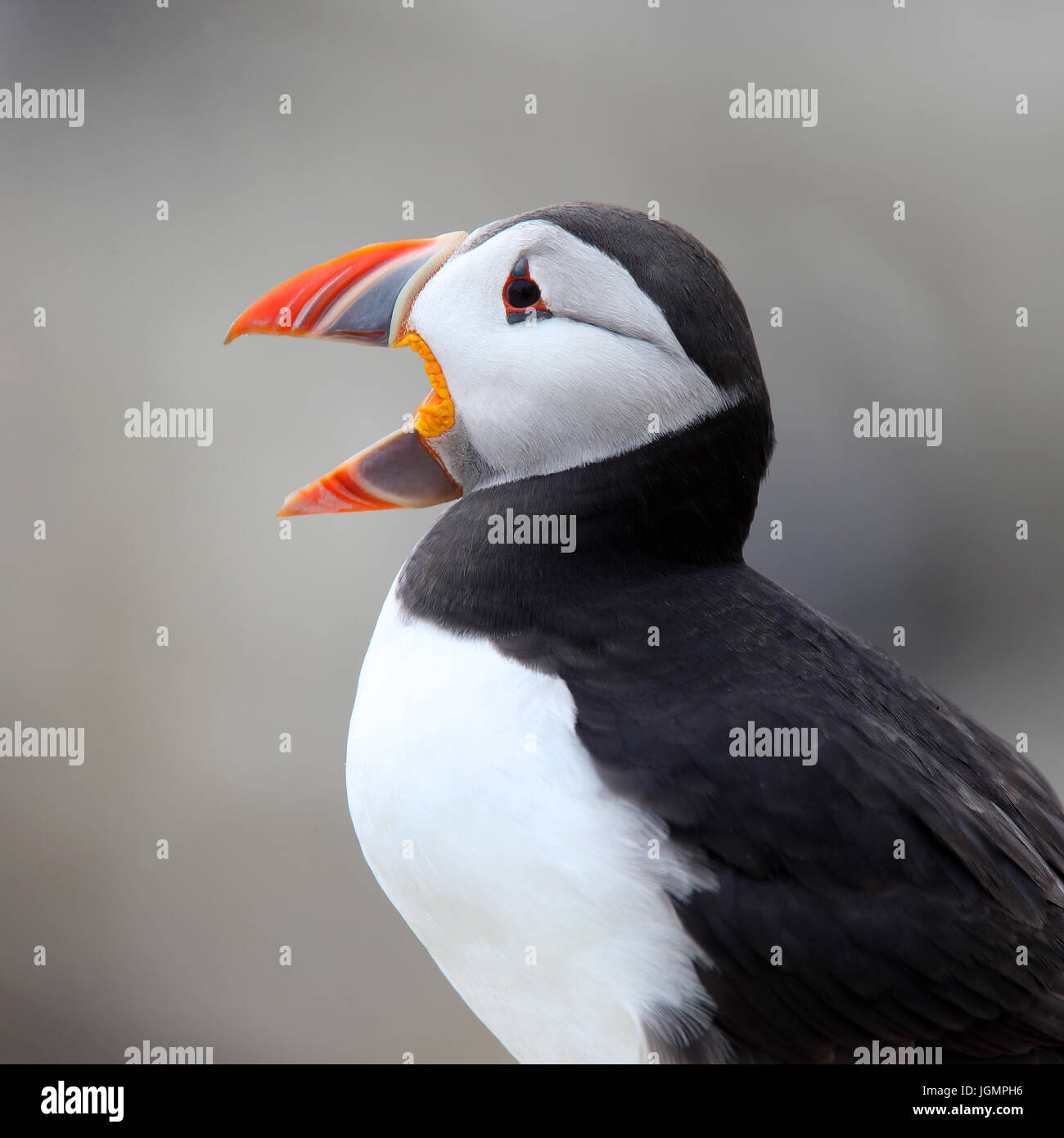 Atlantic Puffin (Fratercula arctica), ritratto, bill wide open, farne isole, Northumbria, Inghilterra, Regno Unito. Foto Stock