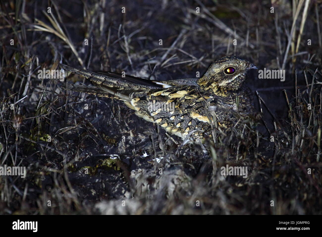 Piazza-tailed o il Mozambico Nightjar, Lochinvar National Park, Zambia Foto Stock