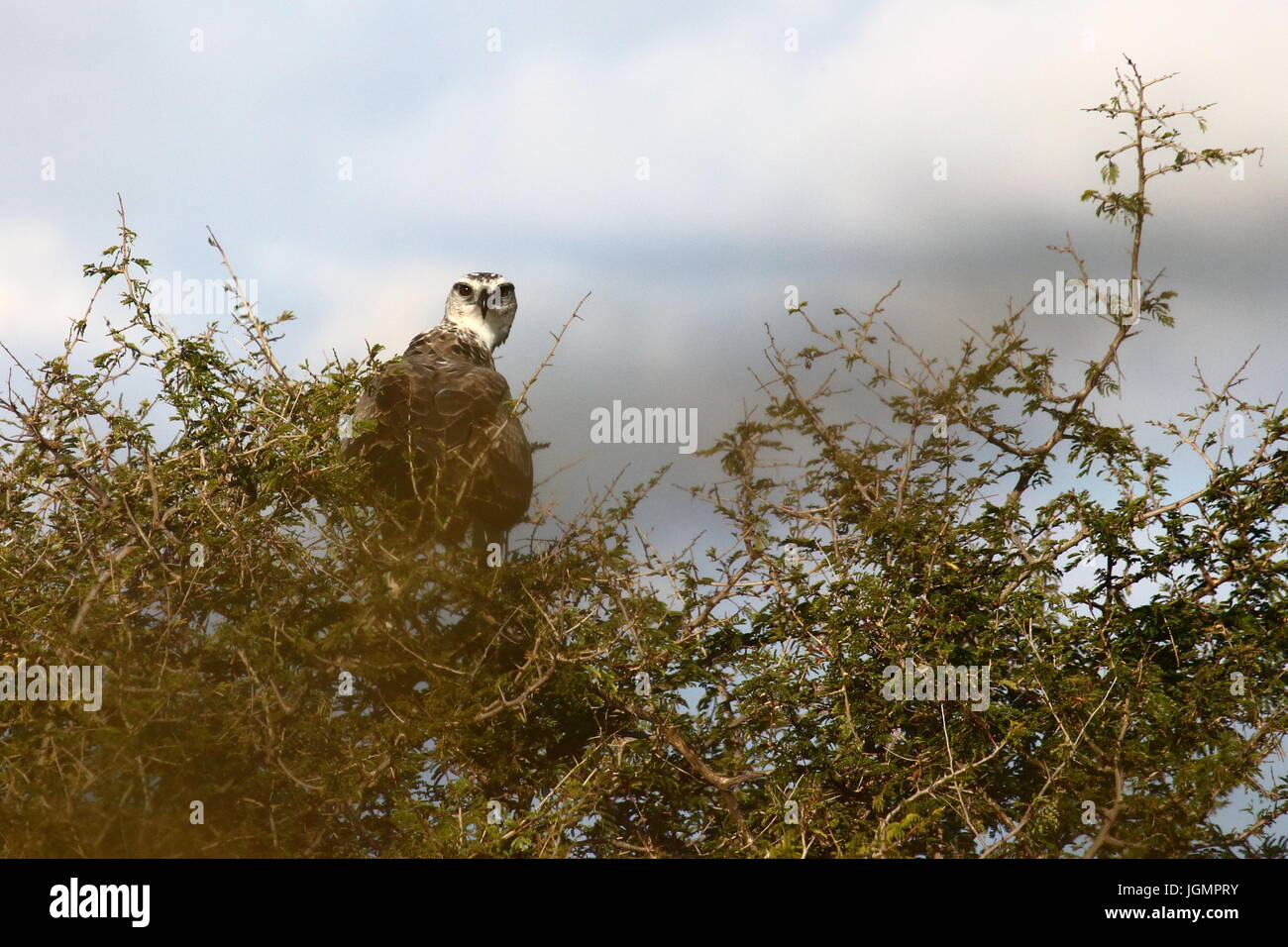 Aquila marziale, Polemaetus bellicosus, Lochinvar National Park, Zambia Foto Stock