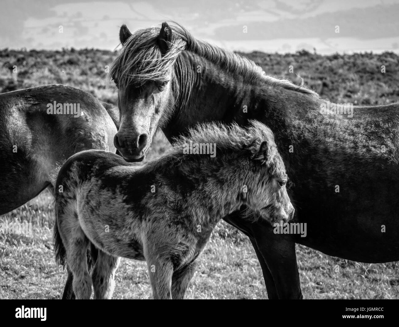 Exmoor pony, Dunkery Beacon, Exmoor Foto Stock