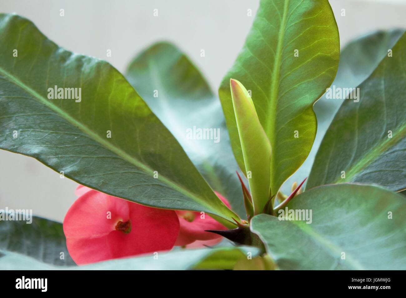 Foglia di cactus Foto Stock