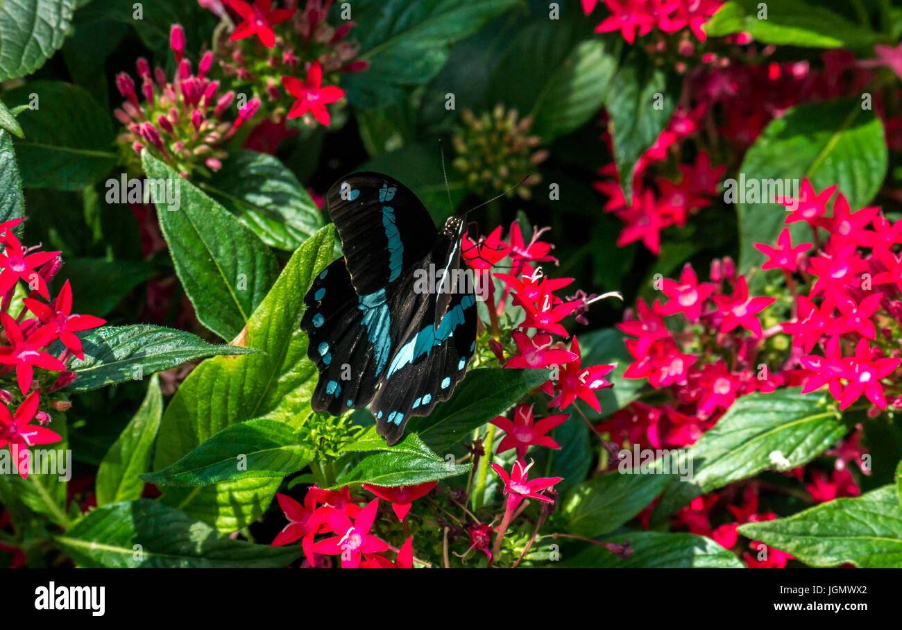 Close up di tropicale nero e Blue Spotted farfalle esotiche su fiori di colore rosso Foto Stock