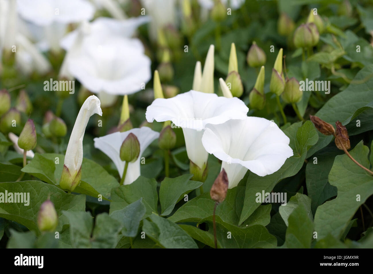 Calystegia sepium. Hedge centinodia fiori. Foto Stock