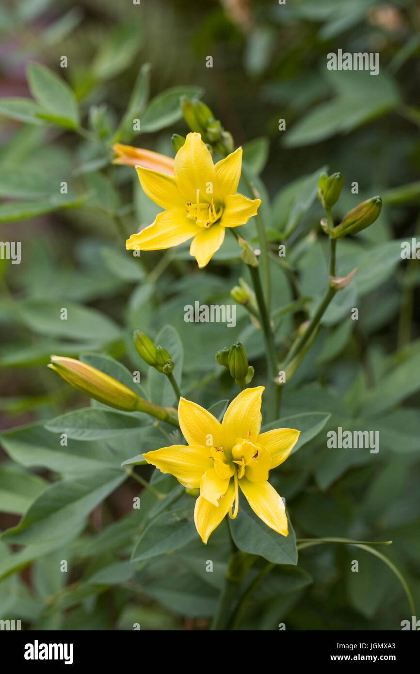 Hemerocallis. Daylily giallo dei fiori in un confine erbacee Foto Stock