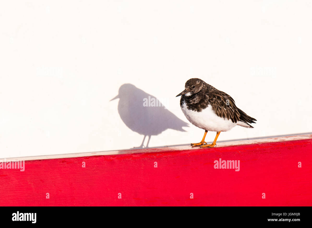 Un adulto turnstone (Arenaria interpres) in non-allevamento del piumaggio in piedi su un rosso e bianco barca da pesca e la fusione di una distinta in ombra Bridlington Foto Stock