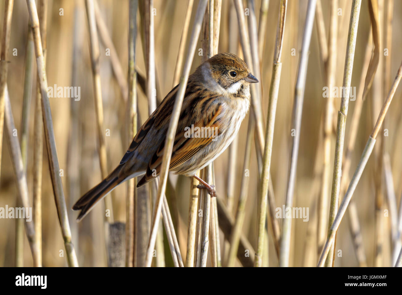 Un maschio adulto reed bunting (Emberiza schoeniclus) in non-allevamento piumaggio invernale appollaiato in canneti a Yorkshire Wildlife Trust è Staveley natura ri Foto Stock