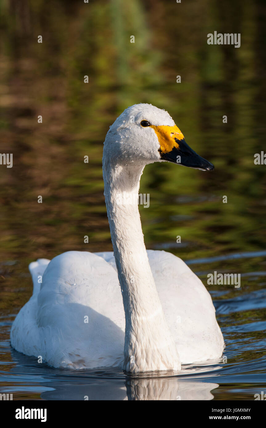 Un adulto Bewick's Swan (Cygnus columbianus) nuoto in una piscina presso il Wildfowl and Wetlands Trust è Martin mera riserva nel Lancashire. Novembre. Capti Foto Stock