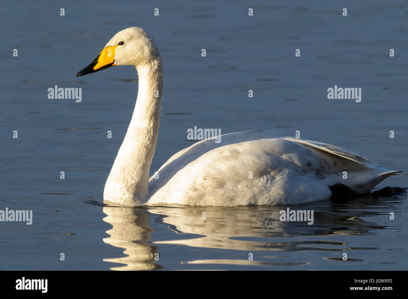 Un adulto whooper swan (Cygnus cygnus) nuoto sul lago principale presso il Wildfowl and Wetlands Trust è Martin mera riserva nel Lancashire. Novembre. Foto Stock