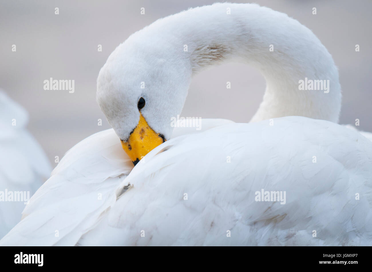 Un adulto whooper swan (Cygnus cygnus) preening sulla riva del lago principale presso il Wildfowl and Wetlands Trust è Martin mera riserva nel Lancashire. N Foto Stock