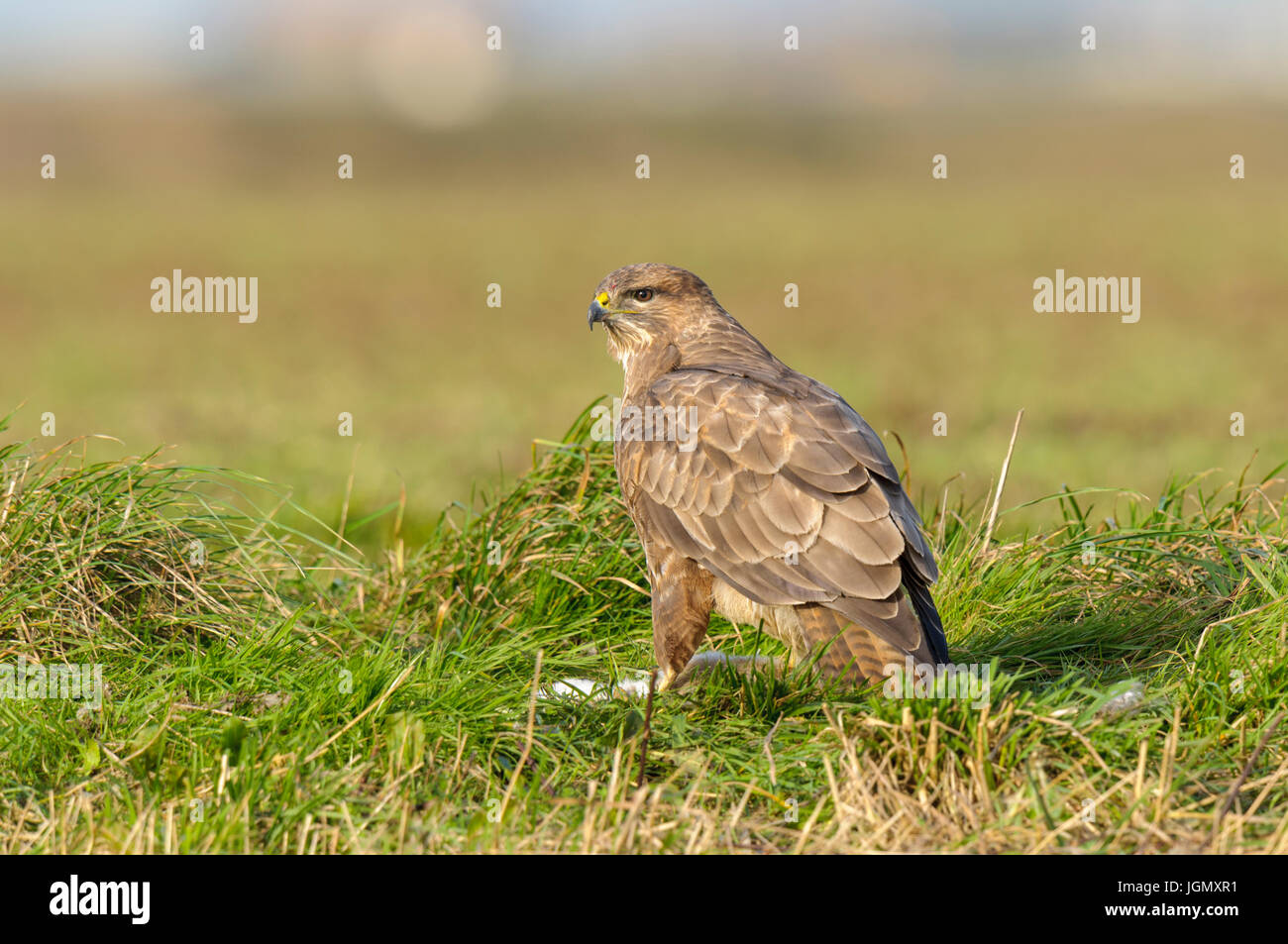 Un adulto comune poiana (Buteo buteo) con coniglio preda su terreno coltivato sull'Isola di Sheppey, Kent. Dicembre. Foto Stock