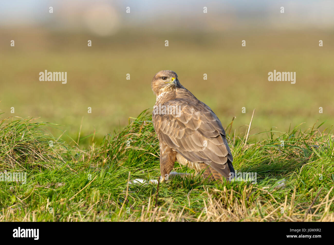 Un adulto comune poiana (Buteo buteo) con coniglio preda su terreno coltivato sull'Isola di Sheppey, Kent. Dicembre. Foto Stock