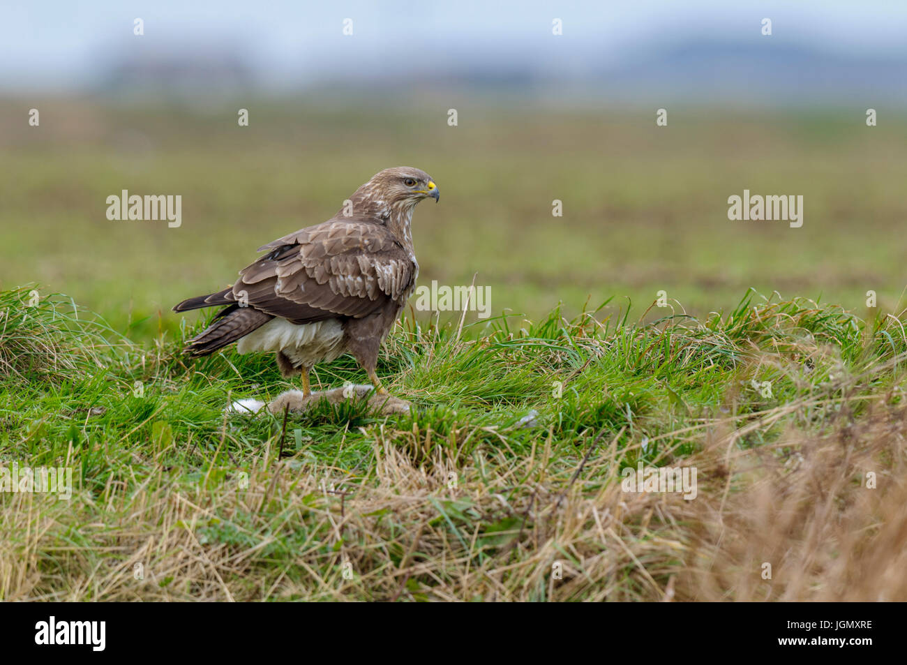 Un adulto comune poiana (Buteo buteo) con coniglio preda su terreno coltivato sull'Isola di Sheppey, Kent. Dicembre. Foto Stock