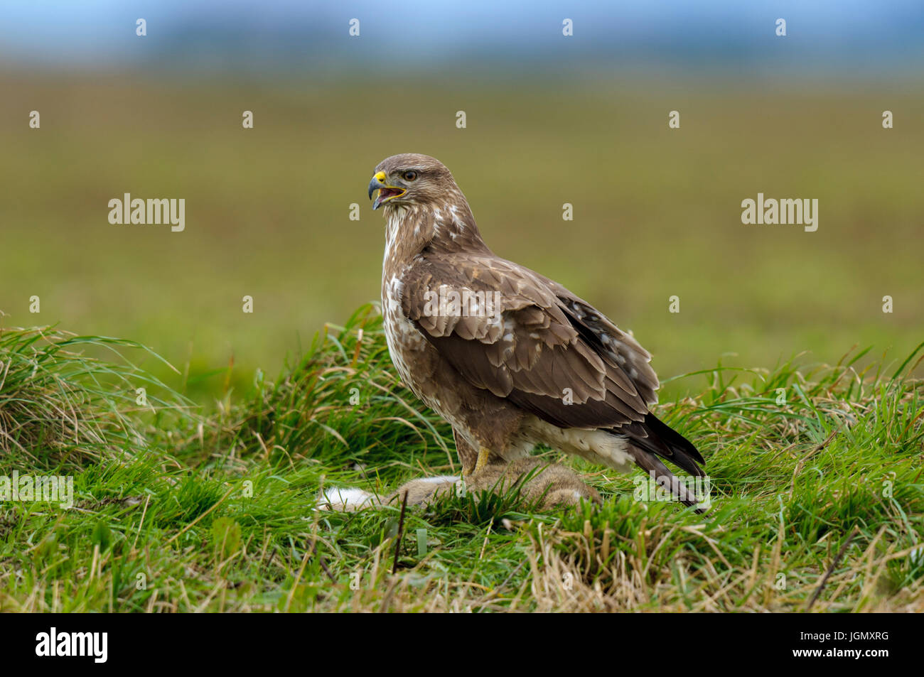 Un adulto comune poiana (Buteo buteo) con coniglio preda su terreno coltivato sull'Isola di Sheppey, Kent. Dicembre. Foto Stock