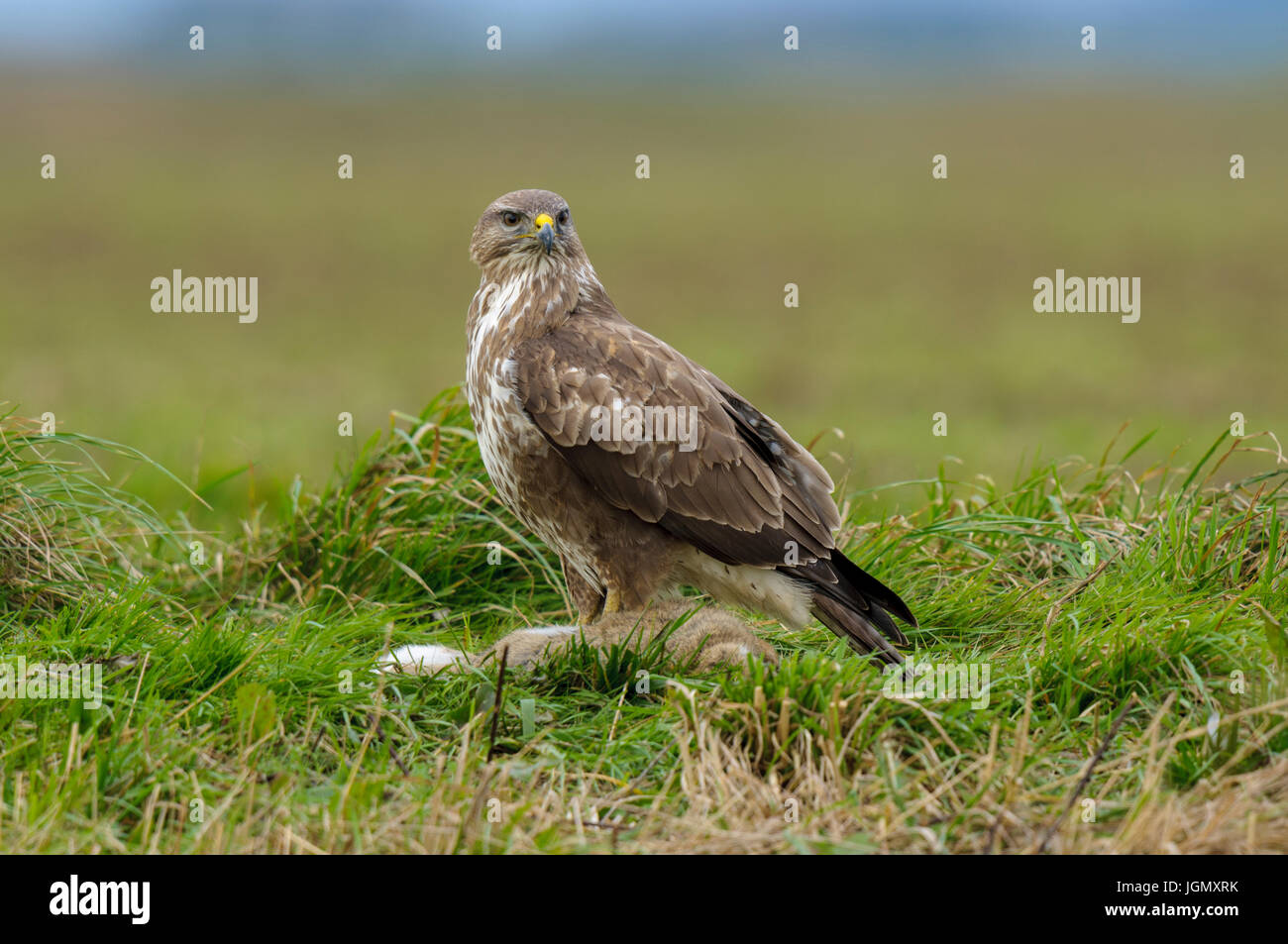 Un adulto comune poiana (Buteo buteo) con coniglio preda su terreno coltivato sull'Isola di Sheppey, Kent. Dicembre. Foto Stock