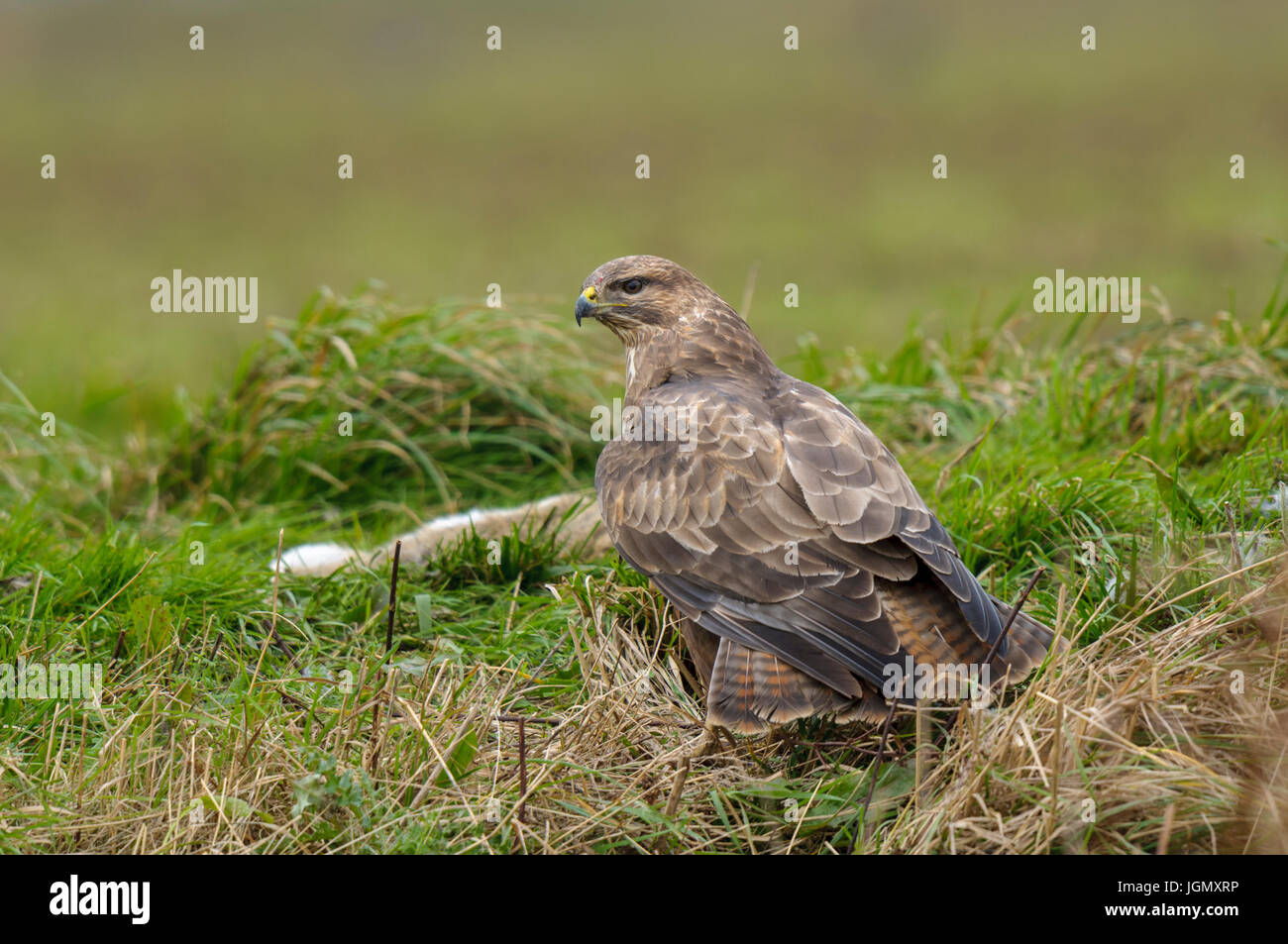 Un adulto comune poiana (Buteo buteo) con coniglio preda su terreno coltivato sull'Isola di Sheppey, Kent. Dicembre. Foto Stock