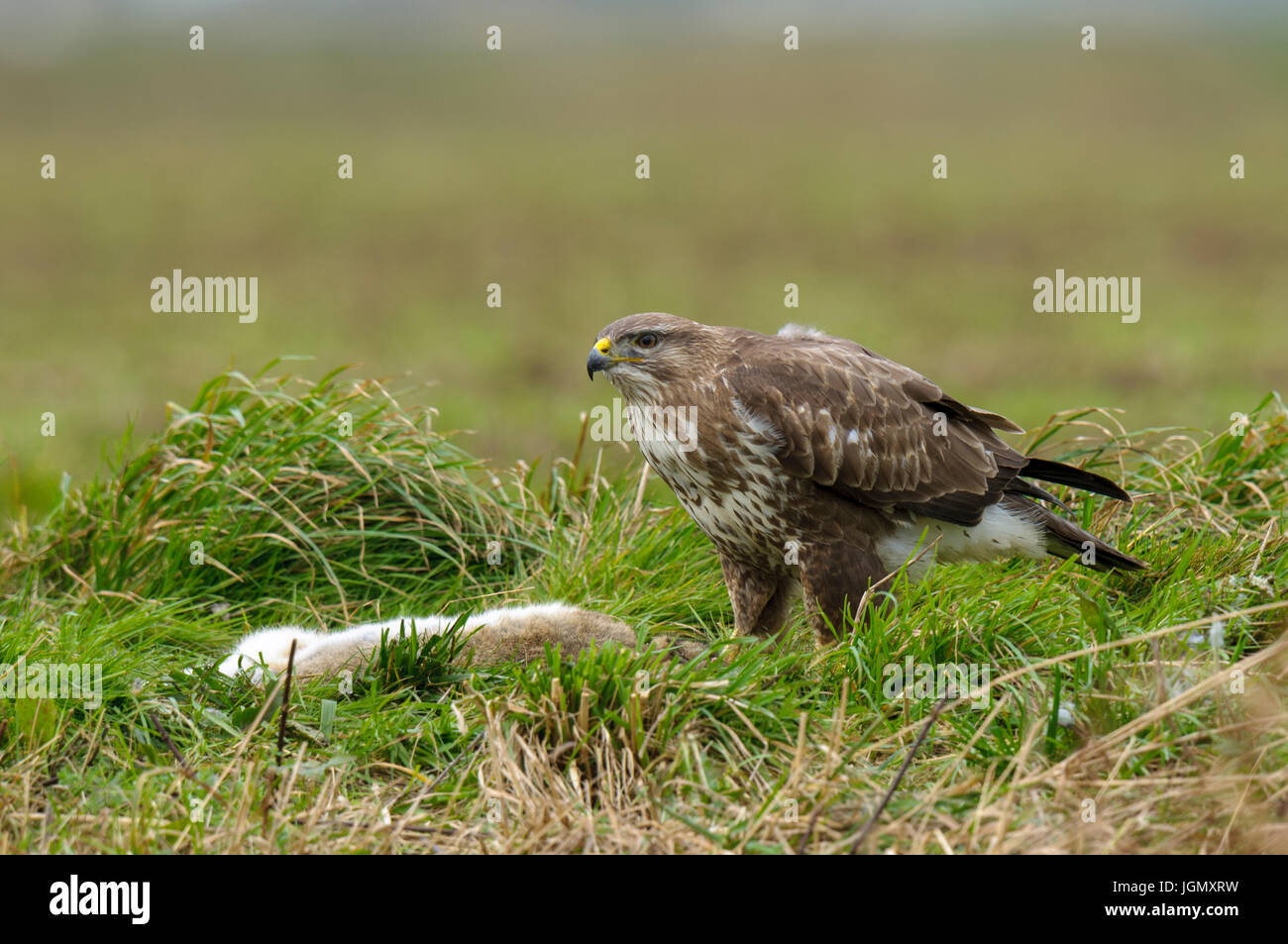 Un adulto comune poiana (Buteo buteo) con coniglio preda su terreno coltivato sull'Isola di Sheppey, Kent. Dicembre. Foto Stock